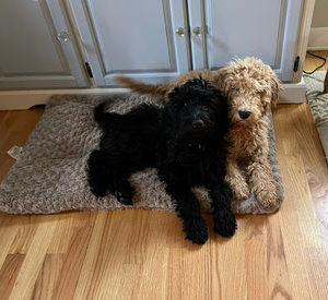 Meet your Posher, Debbie